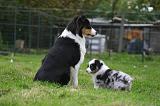 BERGER AUSTRALIEN - ADULT & PUPPY 125